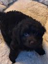 A black cockatoo puppy with curly fluffy hair named Teddy