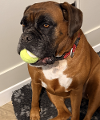 Peppa the boxer dog holding a tennis ball